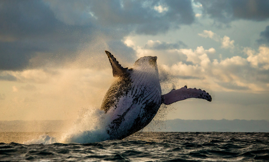 Madagaskar Tauchgang mit Walen 