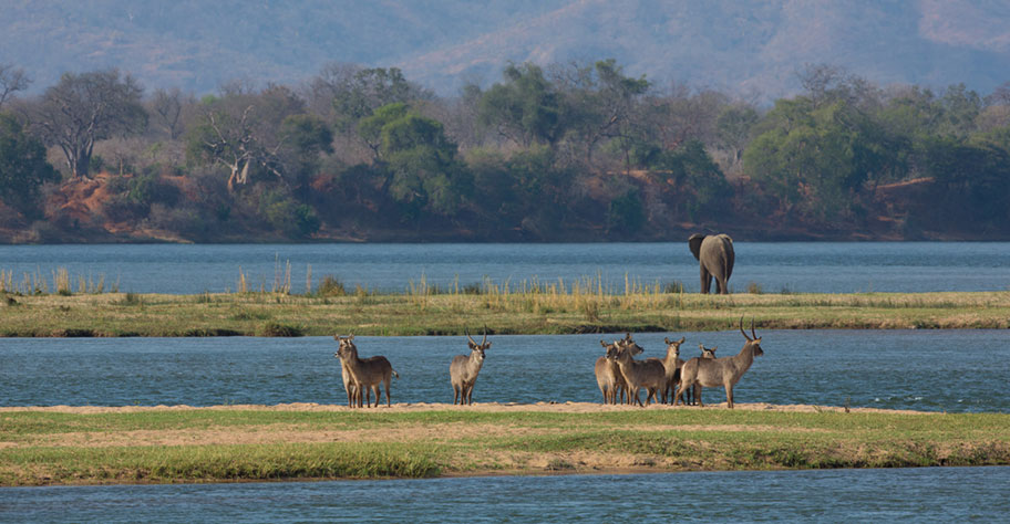 Mana Pool Zimbabwe Elefanten Safari