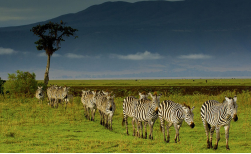 Mini Tansania-Safari, 5 Tage