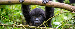 Ruanda Gorilla Safaris