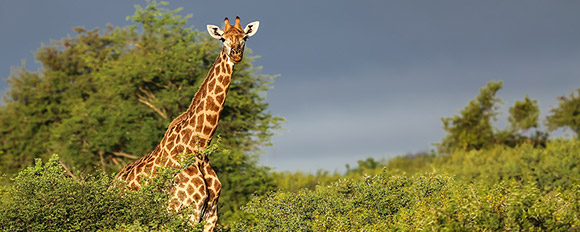 Mit etwas Glück beobachten Sie auf einer Safari durch Kenia die legendären Big Five
