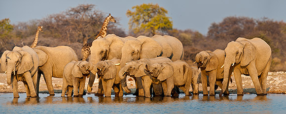 Tauchen Sie auf einer abenteuerlichen Safari in eine einzigartige Tierwelt ein
