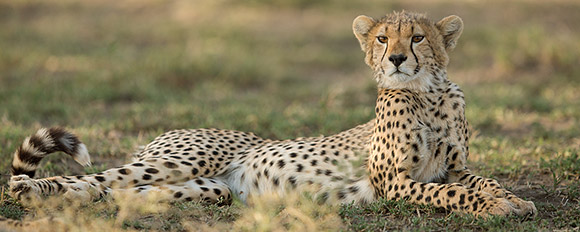 Tauchen Sie auf einer Safari in die atemberaubende Wildnis Südafrikas ein
