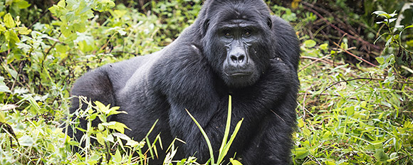 Gehen Sie in Uganda auf Tuchfühlung mit den "sanften Riesen" des Urwalds
