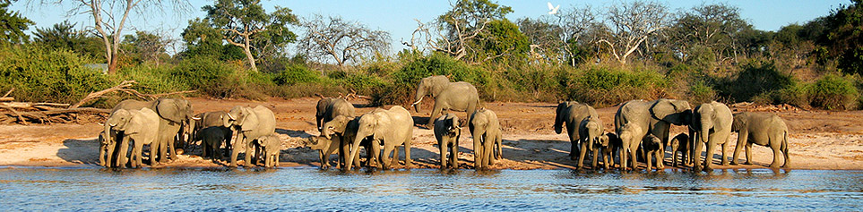 Safari Lodges & Camps Chobe Nationalpark