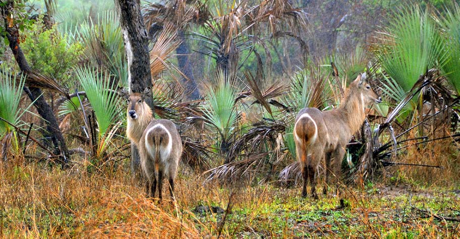 Hirschantilopen im Gorongosa Nationalpark Mozambique