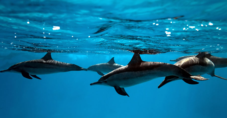 honeymoon zanzibar tauchen mit den delfinen