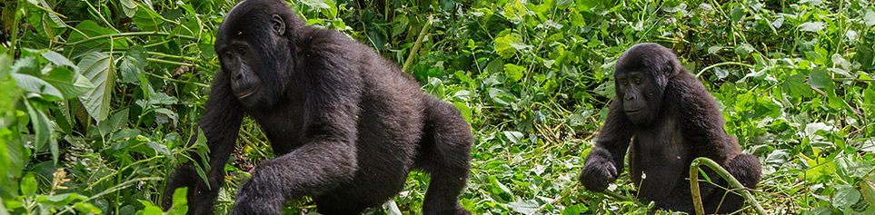 Hotels Bwindi Nationalpark