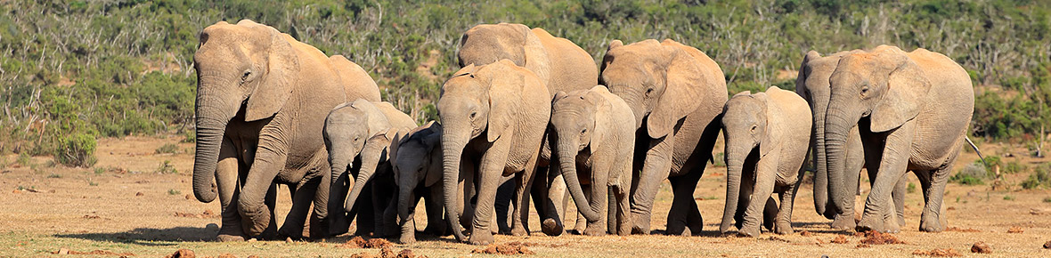 Safari Lodges Addo Elephant Nationalpark