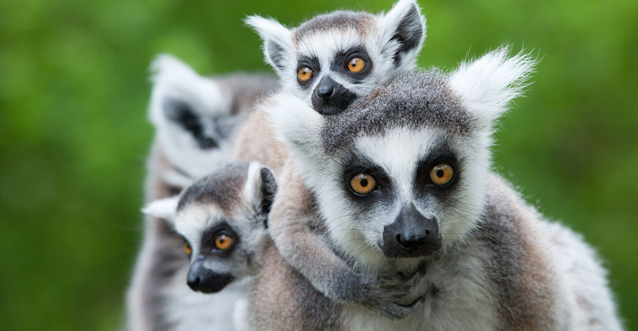 Madagaskar Strandferien Lemuren Tierwelt madgaskar strandferien ausflüge zu den lemuren unternehmen