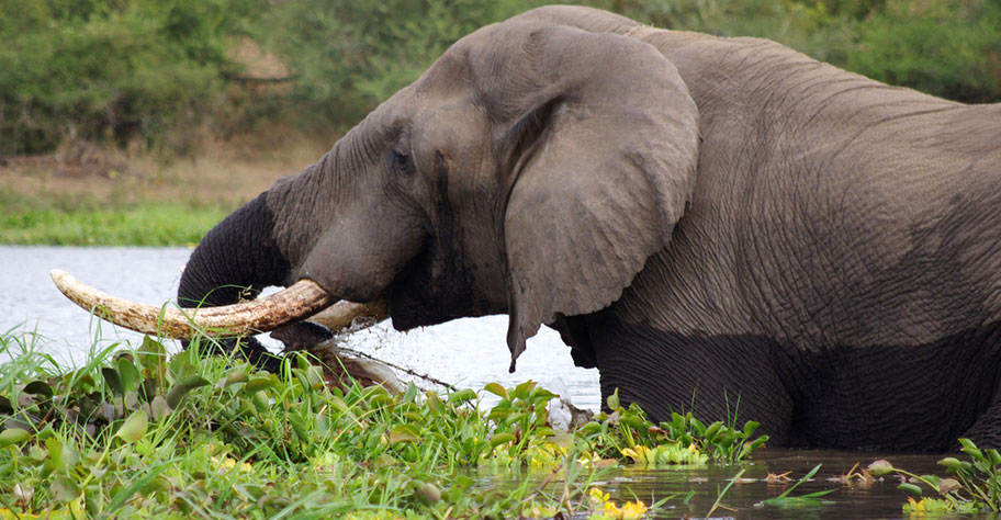 Malawi Safari - Elefant im Shire Fluss Malawi Safari buchen elefant shire river