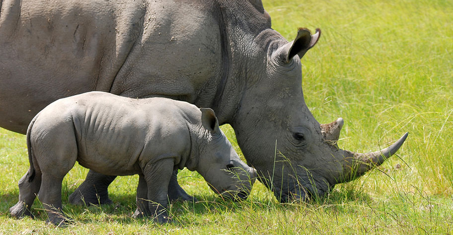 Malawi Safaris - Nashorn mit Kind Malawi Safaris Nashörner Mutter mit Jungem