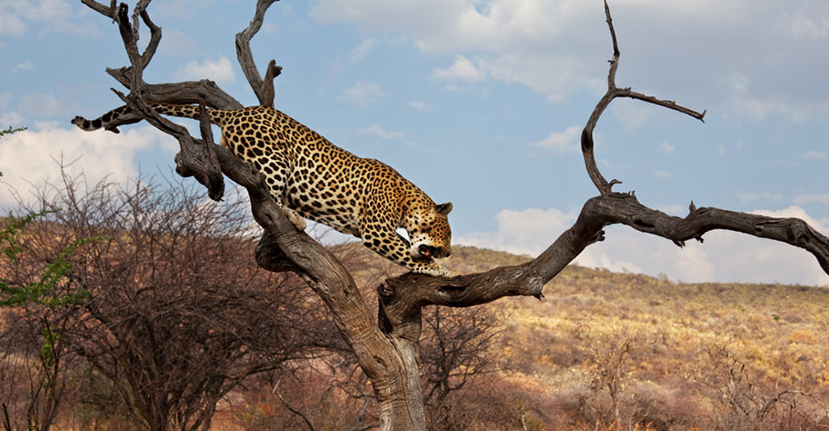 Safari in Namibia Gepard