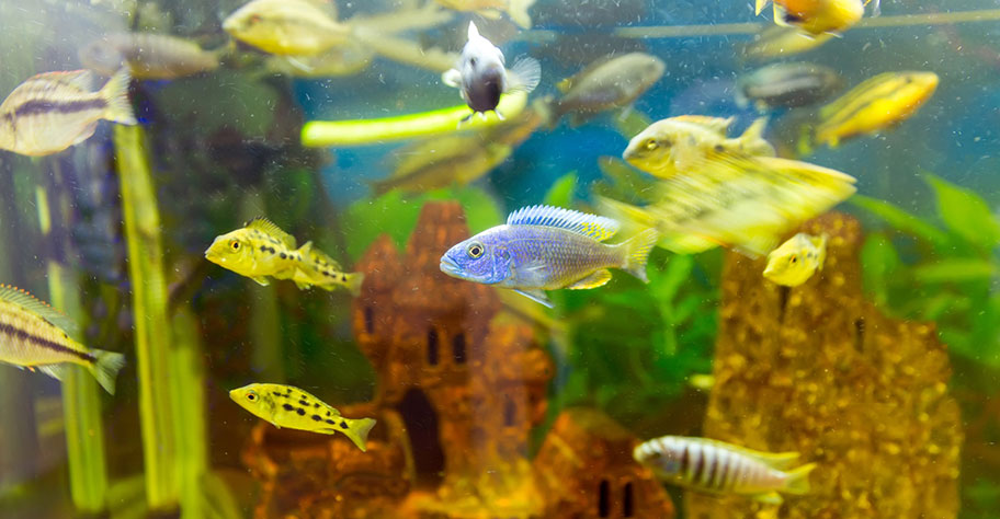 Schnorcheln Lake Malawi Fische wie in einem Aquarium