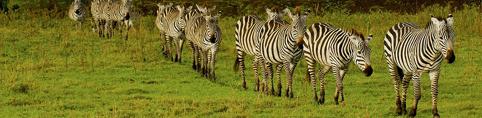 Hotels Lake Manyara