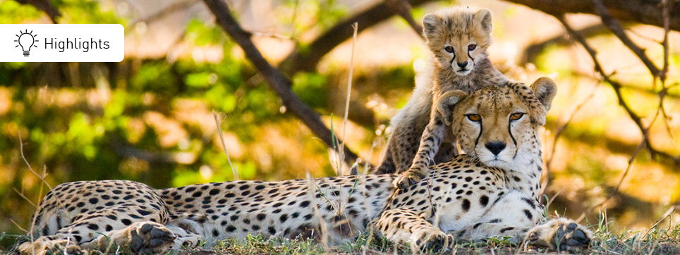 Highlights einer Botswana Reise Botswana Highlights