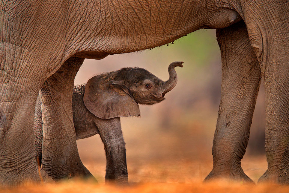Elefanten Safari Afrika Afrika Safari Tierwelt