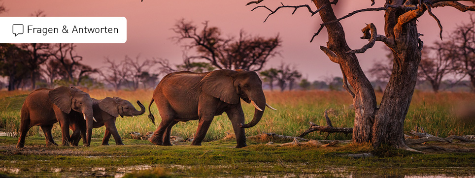 FAQ Botswana Reisen Botswana Reisen FAQ