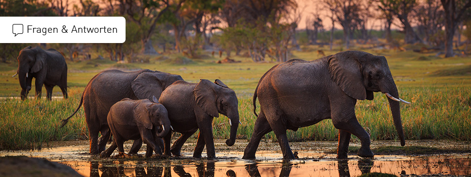 FAQ Botswana Safari Safari Botswana FAQ
