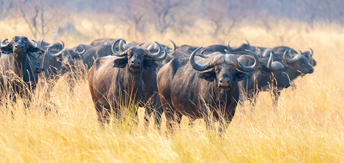 Büffel Big Five Afrika