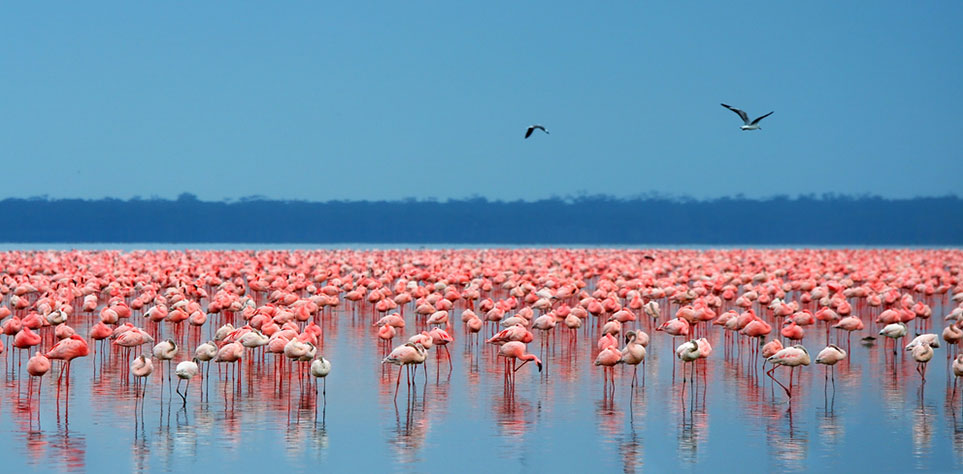Kenja Safaris Flamingos im See