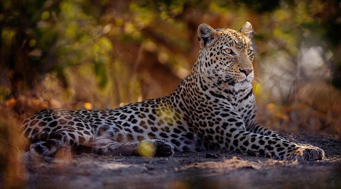 Leopard Big Five Afrika