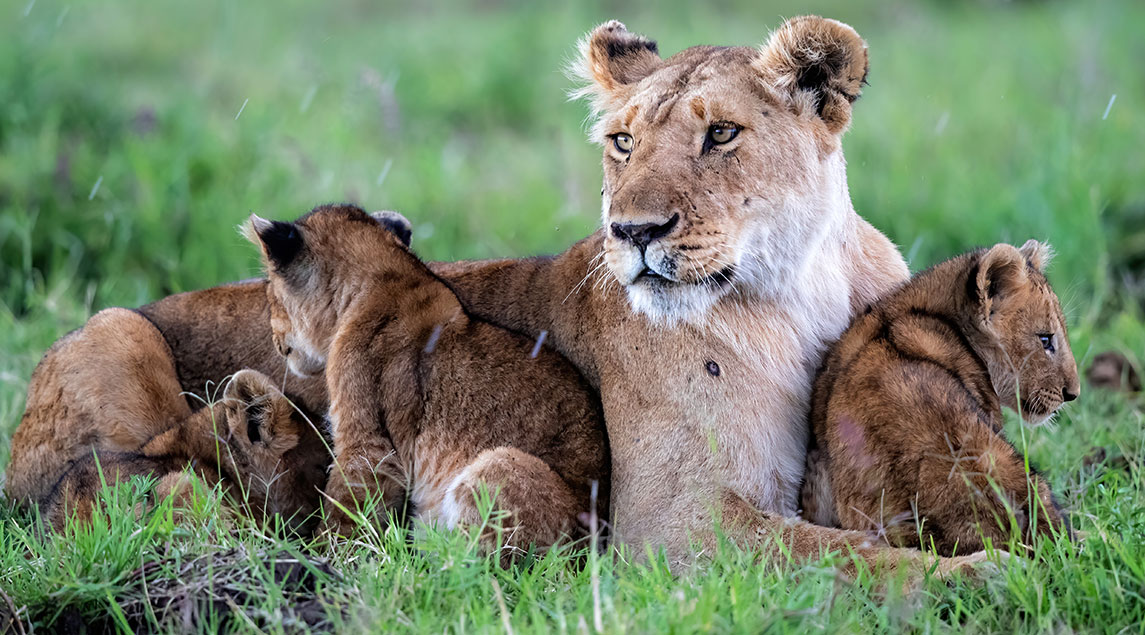 Big Five Afrika: Löwe Löwe Big Five Afrika
