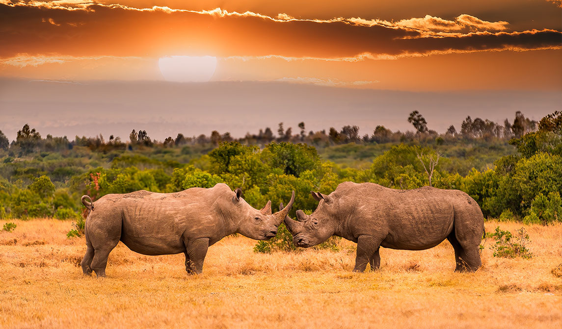 Big Five Afrika: Nashorn Nashorn Big Five Afrika