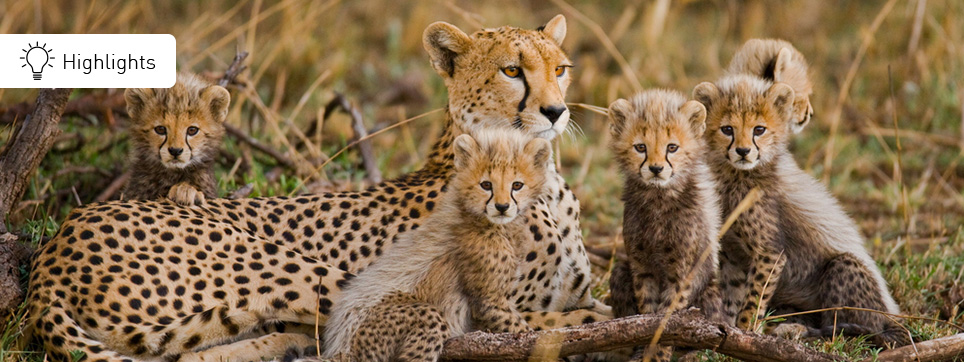 Highlights Südafrika Safari Südafrika Safaris Highlights