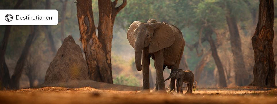 In welchen Ländern Afrikas kann man die Big Five sehen? wo big five in afrika?