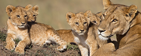 kenia safari und strandurlaub