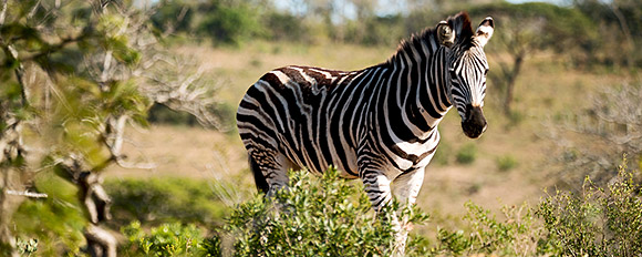 Auch in Malawi können Sie mit etwas Glück die Big Five auf einer Safari entdecken
