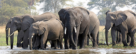 Auch in Malawi können Sie mit etwas Glück die Big Five auf einer Safari entdecken
