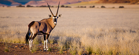 Reisetipps und Hintergrund-Informationen für entspannende Ferientage in Namibia
