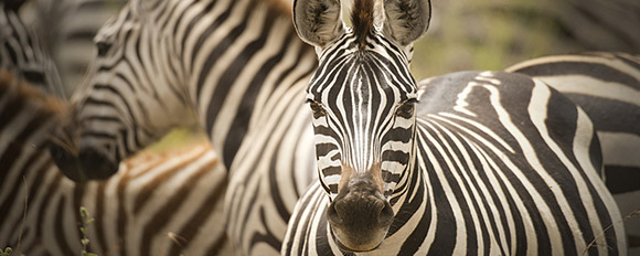 Entdecken Sie die Schönheit der Naturgewalten Sambias auf einer Safari
