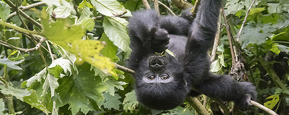 Bewegen Sie sich auf den Pfaden der faszinierenden Silberrücken in Ruanda
