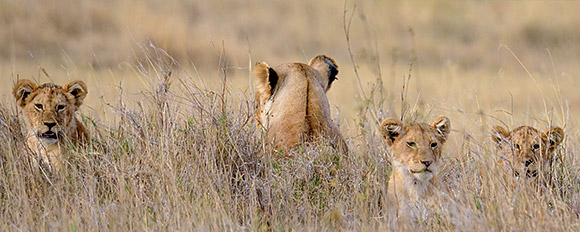 Entdecken Sie die artenreiche Tierwelt auf einer Safari durch Tansania
