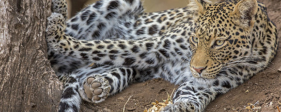 Erleben Sie magische Augenblicke in der Natur Simbabwes
