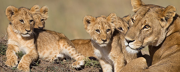 Machen Sie packende Wildtier Beobachtungen in Tansania

