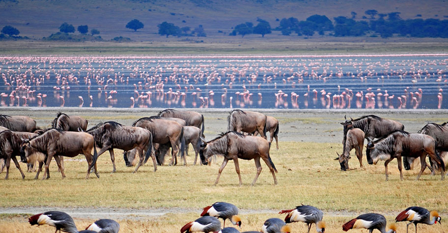 Tanzania Safaris Gnus, Pelikana an Wasserloch