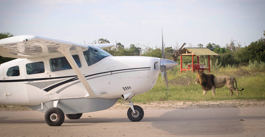 Botswana Flugsafari ein Löwe begrüsst ein Flugzeug