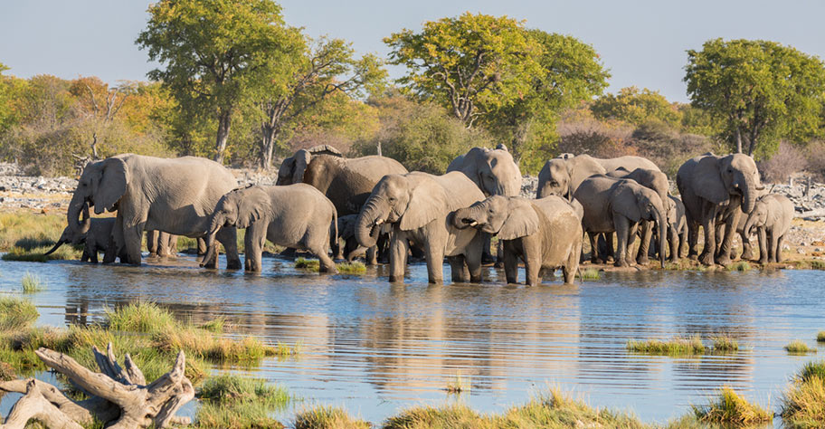 Etosha Wasserloch Elefanten trinken genüsslich
