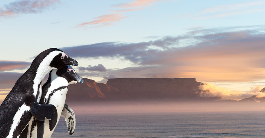 Honeymoon Kapstadt Pinguine