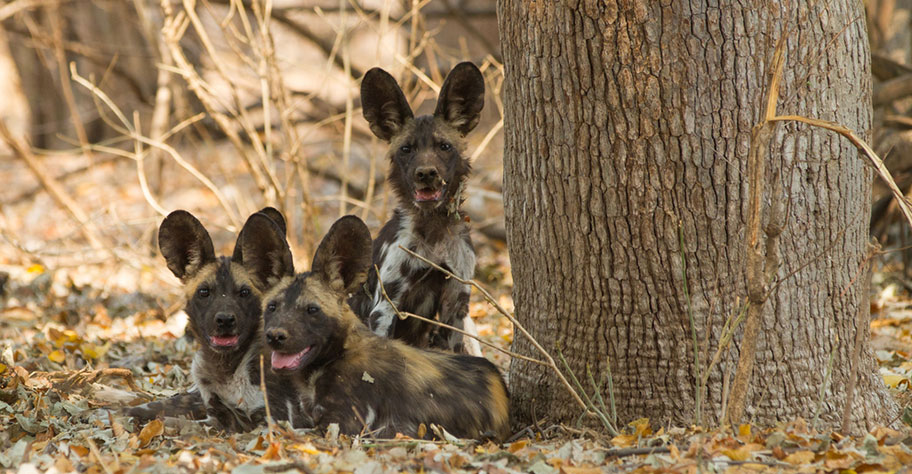 Honeymoon Tanzania Safari Wildtiere