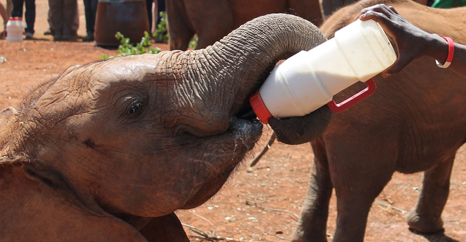 Kenya Familienreisen: Elefanten Waisenkind wird mit Schoppen gefüttert