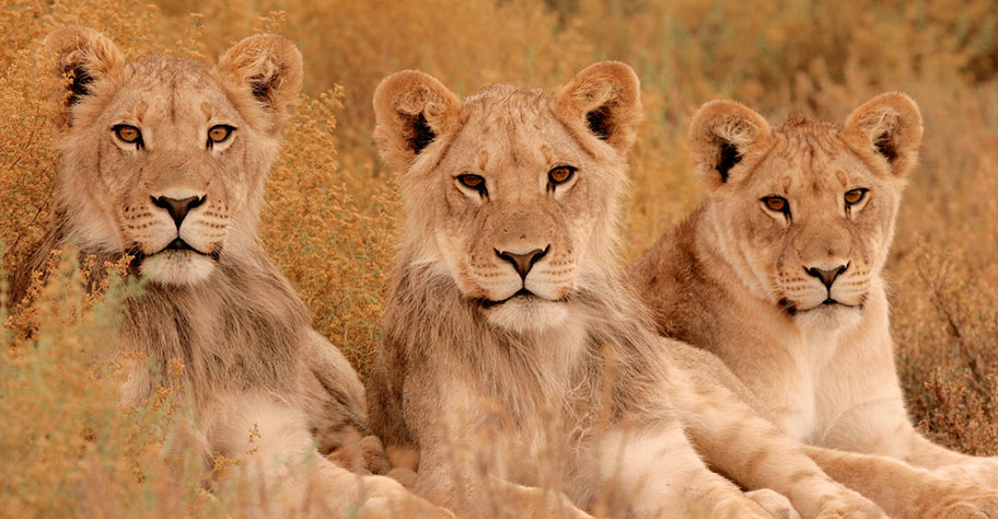 Löwen in der Kalahari Wüste nicht privatesafari