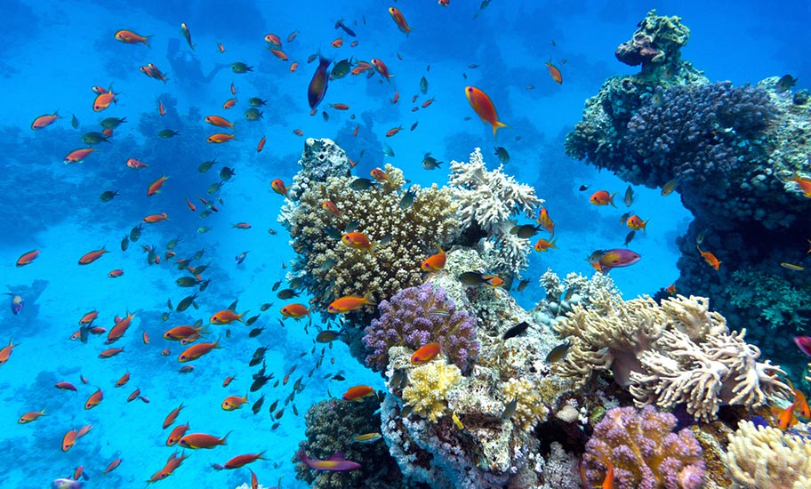 Madagaskar Korallenriff viele Fische Artenreichtum