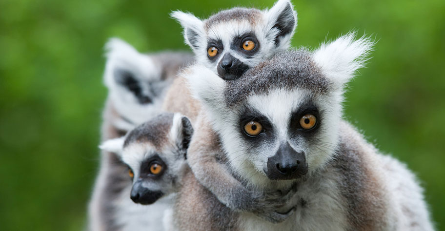 madgaskar strandferien ausflüge zu den lemuren unternehmen