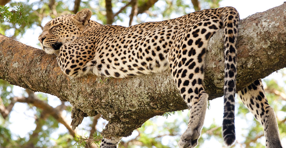 Malawi Safari Leopard schläft auf Baum