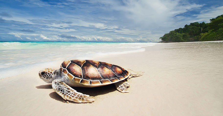 Mozambique Kinder Schildkröten Strand